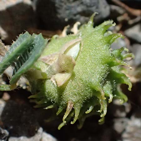 Medicago rigidula \ Sammet-Schneckenklee, GR Peloponnes, Saitas 19.5.2024