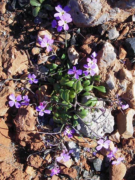 Malcolmia flexuosa \ Geschl&auml;ngelte Meerviole / Sea Stock, GR Peloponnes, Monemvasia 1.4.2013