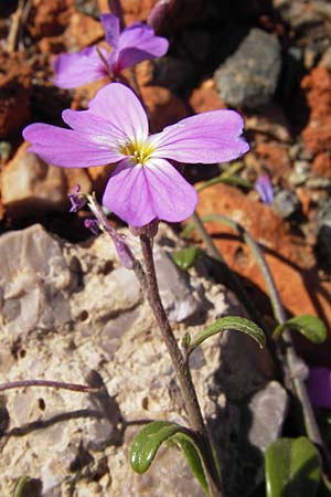 Malcolmia flexuosa \ Geschl&auml;ngelte Meerviole / Sea Stock, GR Peloponnes, Monemvasia 1.4.2013