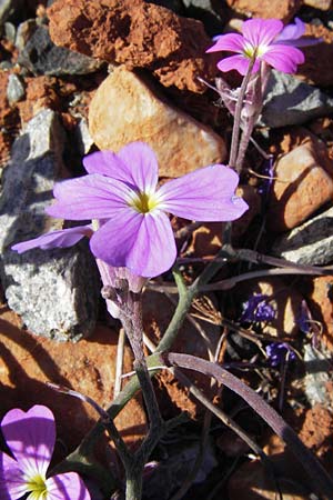 Malcolmia flexuosa \ Geschl&auml;ngelte Meerviole / Sea Stock, GR Peloponnes, Monemvasia 1.4.2013