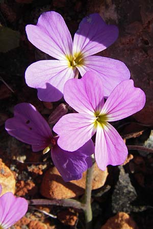 Malcolmia flexuosa \ Geschl&auml;ngelte Meerviole / Sea Stock, GR Peloponnes, Monemvasia 1.4.2013