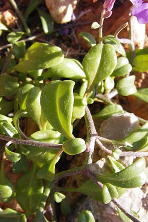 Malcolmia flexuosa \ Geschl&auml;ngelte Meerviole / Sea Stock, GR Peloponnes, Monemvasia 1.4.2013