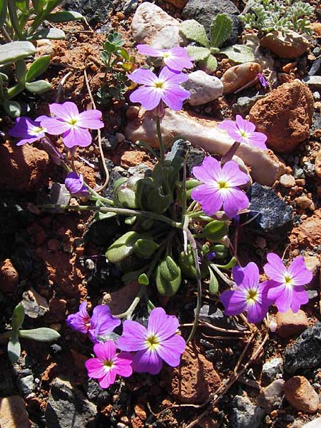 Malcolmia flexuosa \ Geschl&auml;ngelte Meerviole / Sea Stock, GR Peloponnes, Monemvasia 1.4.2013