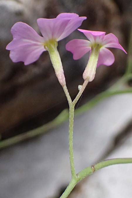 Malcolmia flexuosa \ Geschl&auml;ngelte Meerviole / Sea Stock, GR Peloponnes, Taygetos 27.5.2024