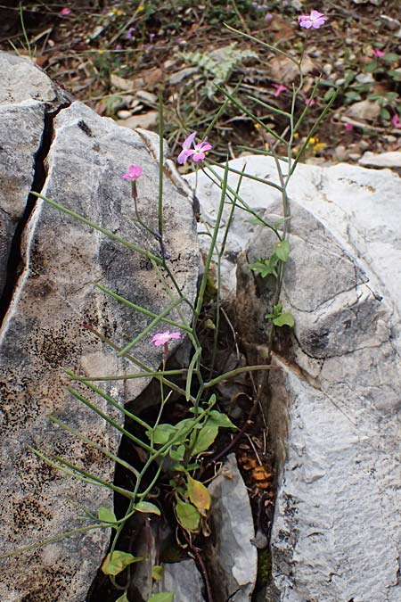 Malcolmia flexuosa \ Geschl&auml;ngelte Meerviole / Sea Stock, GR Peloponnes, Taygetos 27.5.2024