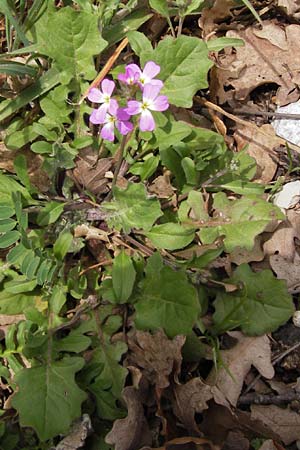 Malcolmia graeca subsp. graeca \ Griechische Meerviole / Greek Stock, GR Peloponnes, Apollon Tempel von Bassae / Peloponnese, Apollon Temple of Bassae 29.3.2013