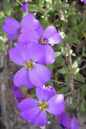 Aubrieta deltoidea \ Blaukissen / Purple Rock Cress, GR Parnitha 3.4.2013