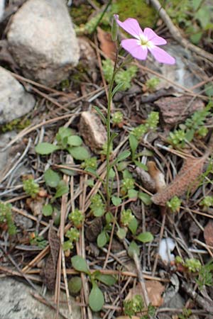 Malcolmia graeca subsp. hydraea \ Hydra-Meerviole / Hydra Stock, GR Hymettos 20.3.2019