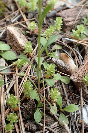 Malcolmia graeca subsp. hydraea \ Hydra-Meerviole / Hydra Stock, GR Hymettos 20.3.2019