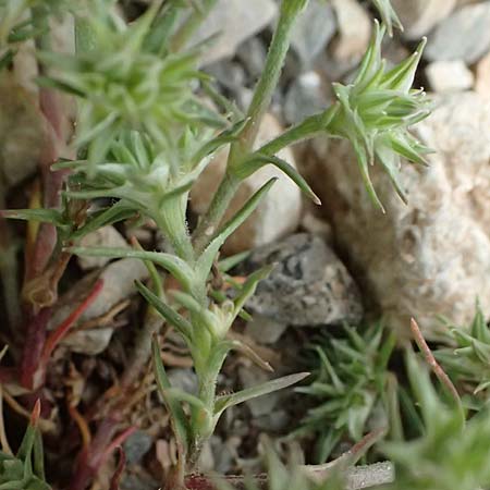 Minuartia hamata \ Haken-Miere / Hooked Sandwort, GR Peloponnes, Chelmos 18.5.2024