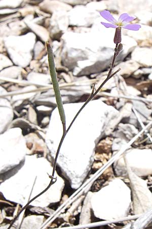 Malcolmia graeca subsp. hydraea \ Hydra-Meerviole / Hydra Stock, GR Hymettos 20.5.2008