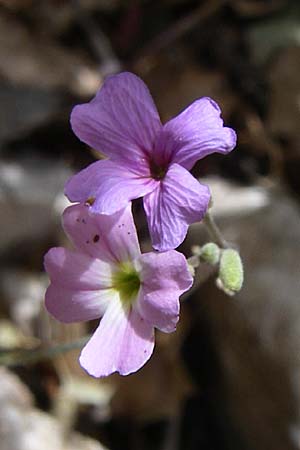 Malcolmia graeca subsp. hydraea \ Hydra-Meerviole / Hydra Stock, GR Hymettos 20.5.2008