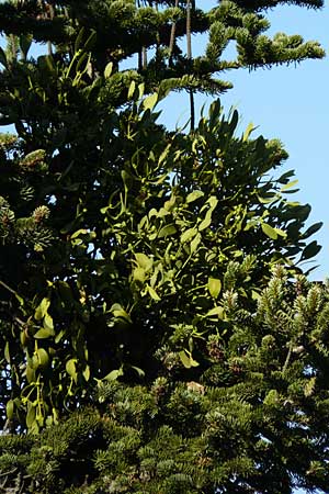 Viscum album subsp. abietis \ Tannen-Mistel / White Mistletoe, Dwarf Mistletoe, GR Parnitha 1.9.2014