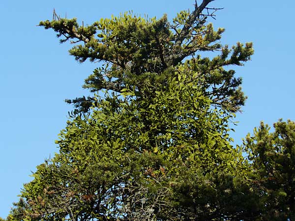 Viscum album subsp. abietis \ Tannen-Mistel / White Mistletoe, Dwarf Mistletoe, GR Parnitha 1.9.2014