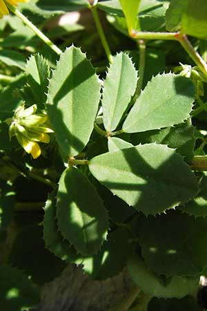 Melilotus italicus \ Italienischer Honigklee / Italian Melilot, GR Peloponnes, Monemvasia 1.4.2013