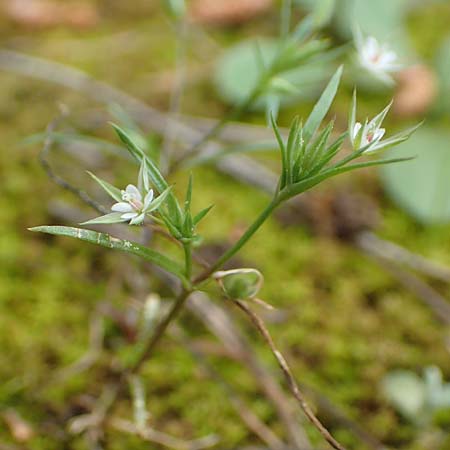 Sabulina tenuifolia subsp. hybrida \ Zarte Miere, Feinblttrige Miere / Fine-Leaved Sandwort, Slender-Leaf Sandwort, GR Athen, Mount Egaleo 10.4.2019