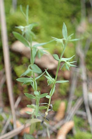 Lysimachia linum-stellatum \ Stern-Lein / Flax-Leaved Loosestrife, GR Athen, Mount Egaleo 10.4.2019