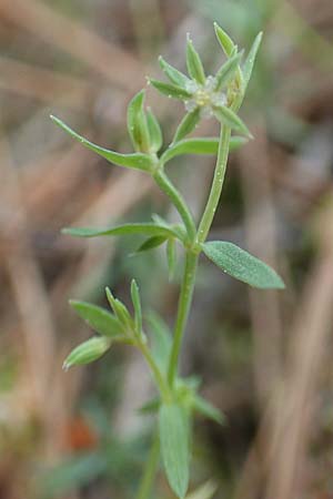 Lysimachia linum-stellatum \ Stern-Lein / Flax-Leaved Loosestrife, GR Athen, Mount Egaleo 10.4.2019