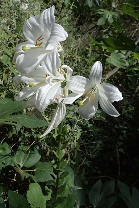 Lilium candidum \ Madonnen-Lilie, Wei&szlig;e Lilie / Madonna Lily, GR Peloponnes, Taygetos, Viros - Schlucht / Gorge 25.5.2024