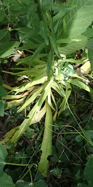 Lilium candidum \ Madonnen-Lilie, Wei&szlig;e Lilie / Madonna Lily, GR Peloponnes, Taygetos, Viros - Schlucht / Gorge 25.5.2024