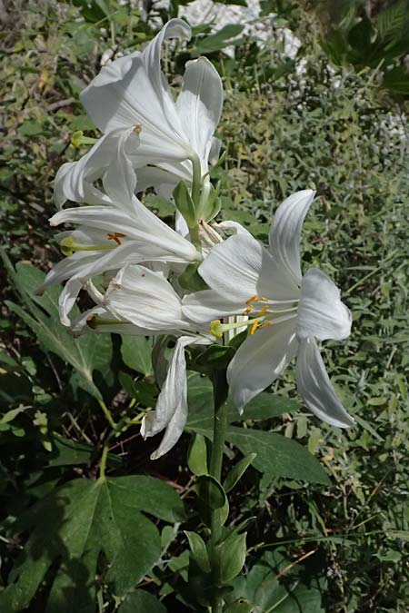 Lilium candidum \ Madonnen-Lilie, Wei&szlig;e Lilie / Madonna Lily, GR Peloponnes, Taygetos, Viros - Schlucht / Gorge 25.5.2024
