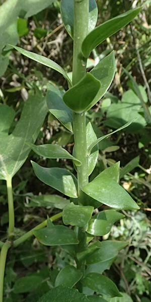Lilium candidum \ Madonnen-Lilie, Wei&szlig;e Lilie / Madonna Lily, GR Peloponnes, Taygetos, Viros - Schlucht / Gorge 25.5.2024