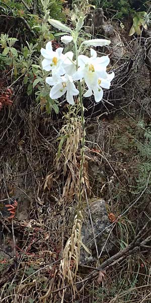 Lilium candidum \ Madonnen-Lilie, Wei&szlig;e Lilie / Madonna Lily, GR Peloponnes, Taygetos, Milia 26.5.2024
