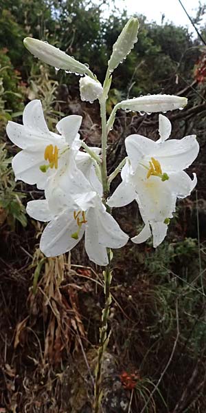 Lilium candidum \ Madonnen-Lilie, Wei&szlig;e Lilie / Madonna Lily, GR Peloponnes, Taygetos, Milia 26.5.2024