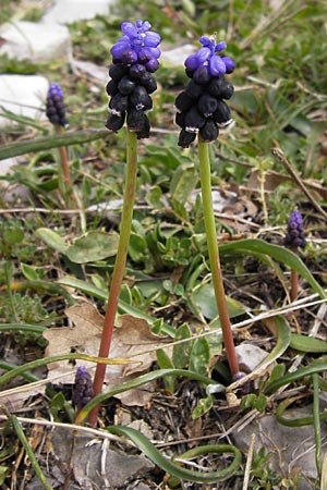 Muscari pulchellum \ H&uuml;bsche Traubenhyazinthe / Pretty Grape Hyacinth, GR Peloponnes, Apollon Tempel von Bassae / Peloponnese, Apollon Temple of Bassae 29.3.2013