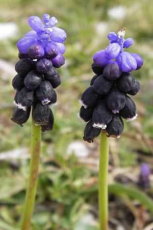 Muscari pulchellum \ H&uuml;bsche Traubenhyazinthe / Pretty Grape Hyacinth, GR Peloponnes, Apollon Tempel von Bassae / Peloponnese, Apollon Temple of Bassae 29.3.2013