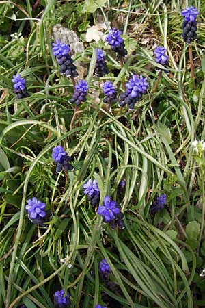 Muscari pulchellum \ H&uuml;bsche Traubenhyazinthe / Pretty Grape Hyacinth, GR Peloponnes, Apollon Tempel von Bassae / Peloponnese, Apollon Temple of Bassae 29.3.2013