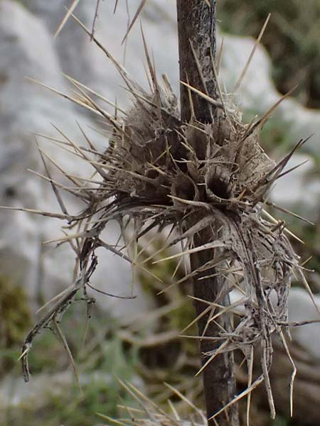 Morina persica \ Persische Steppendistel / Prickly Whorlflower, GR Peloponnes, Chelmos 18.5.2024