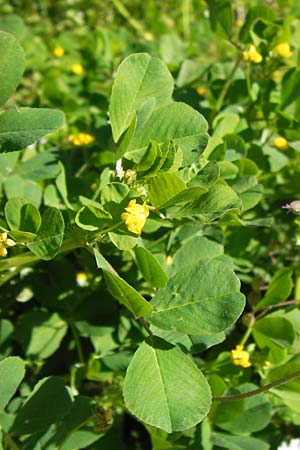 Medicago polymorpha ? \ Rauer Schneckenklee, Schwarzer Schneckenklee, GR Peloponnes, Olympia 28.3.2013