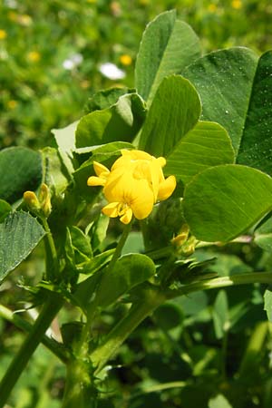 Medicago polymorpha ? \ Rauer Schneckenklee, Schwarzer Schneckenklee, GR Peloponnes, Olympia 28.3.2013