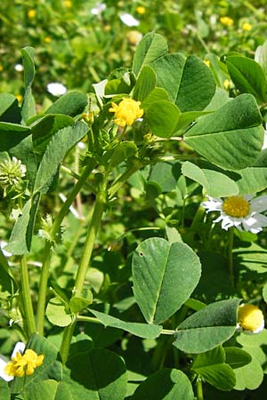 Medicago polymorpha ? \ Rauer Schneckenklee, Schwarzer Schneckenklee, GR Peloponnes, Olympia 28.3.2013