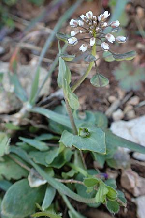 Microthlaspi erraticum \ Schmalsch&ouml;tchen-Hellerkraut / Narrow-Pod Penny-Cress, GR Parnitha 22.3.2019