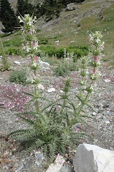Morina persica \ Persische Steppendistel / Prickly Whorlflower, GR Peloponnes, Taygetos 27.5.2024