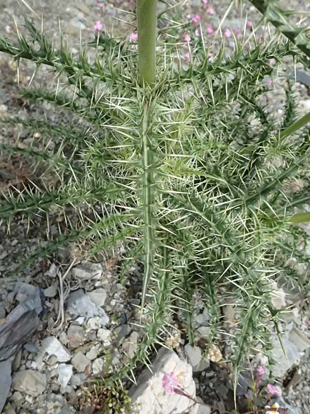 Morina persica \ Persische Steppendistel / Prickly Whorlflower, GR Peloponnes, Taygetos 27.5.2024