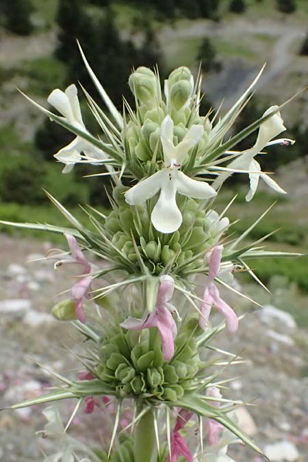 Morina persica \ Persische Steppendistel / Prickly Whorlflower, GR Peloponnes, Taygetos 27.5.2024