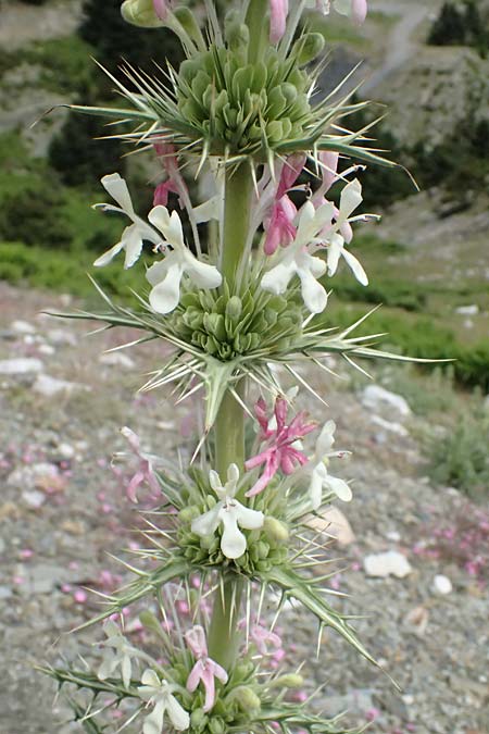 Morina persica \ Persische Steppendistel / Prickly Whorlflower, GR Peloponnes, Taygetos 27.5.2024