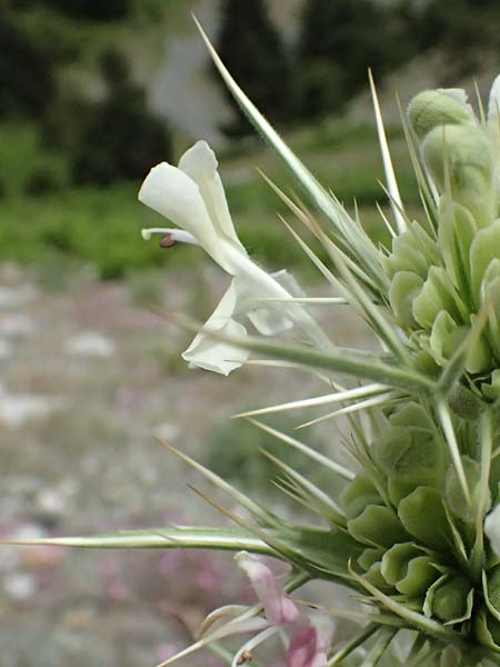 Morina persica \ Persische Steppendistel / Prickly Whorlflower, GR Peloponnes, Taygetos 27.5.2024