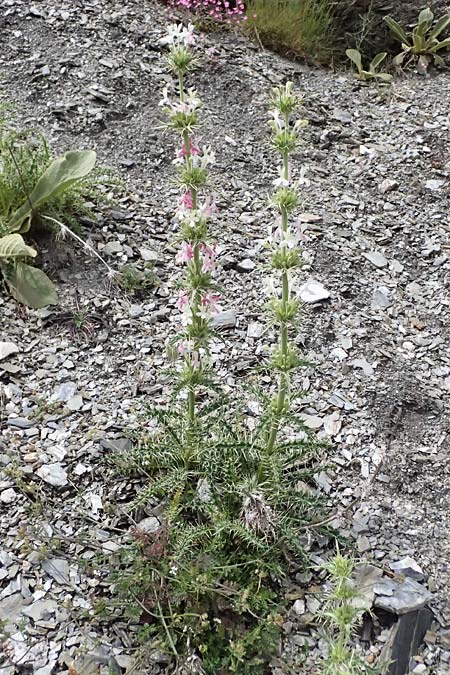 Morina persica \ Persische Steppendistel / Prickly Whorlflower, GR Peloponnes, Taygetos 27.5.2024
