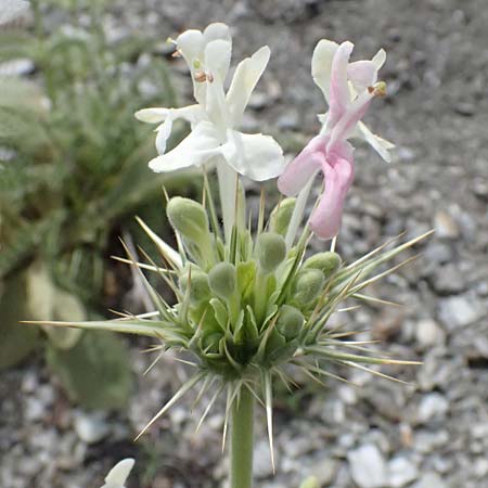 Morina persica \ Persische Steppendistel / Prickly Whorlflower, GR Peloponnes, Taygetos 27.5.2024