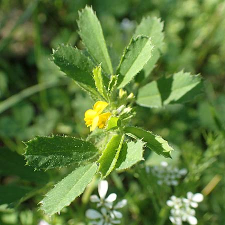 Medicago rugosa \ Rippen-Schneckenklee, GR Hymettos 23.3.2019