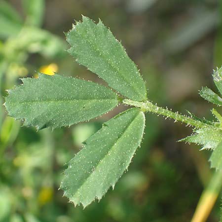 Medicago rugosa \ Rippen-Schneckenklee, GR Hymettos 23.3.2019