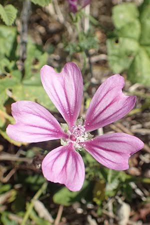 Malva sylvestris \ Wilde Malve, Groe Ksepappel / Common Mallow, GR Euboea (Evia), Istiea 27.8.2017