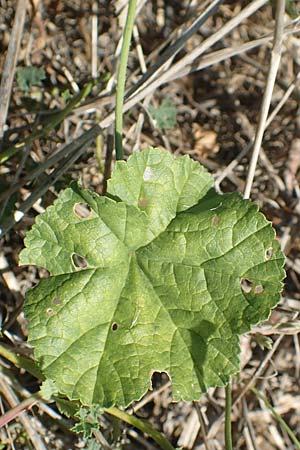 Malva sylvestris \ Wilde Malve, Groe Ksepappel / Common Mallow, GR Euboea (Evia), Istiea 27.8.2017