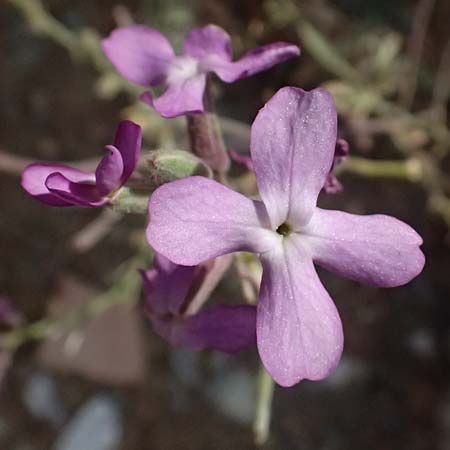Matthiola sinuata \ Gebuchtete Levkoje / Sea Stock, GR Peloponnes, Vathia 30.5.2024