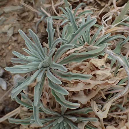 Matthiola sinuata \ Gebuchtete Levkoje / Sea Stock, GR Peloponnes, Vathia 30.5.2024