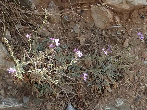 Matthiola sinuata \ Gebuchtete Levkoje / Sea Stock, GR Peloponnes, Vathia 30.5.2024